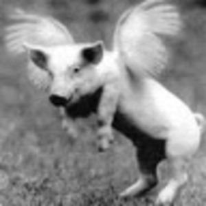 Meet your Posher, Lily